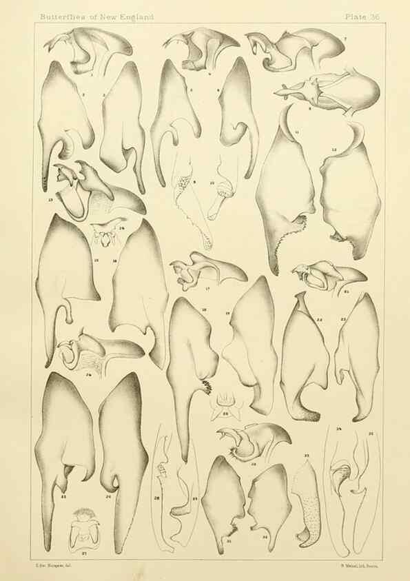 Reproducción/Reproduction 8252303311: The butterflies of the eastern United States and Canada :. Cambridge :The author,1889.
