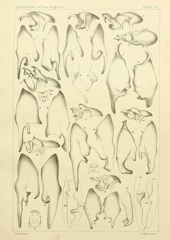 Reproducción/Reproduction 8252303311: The butterflies of the eastern United States and Canada :. Cambridge :The author,1889.