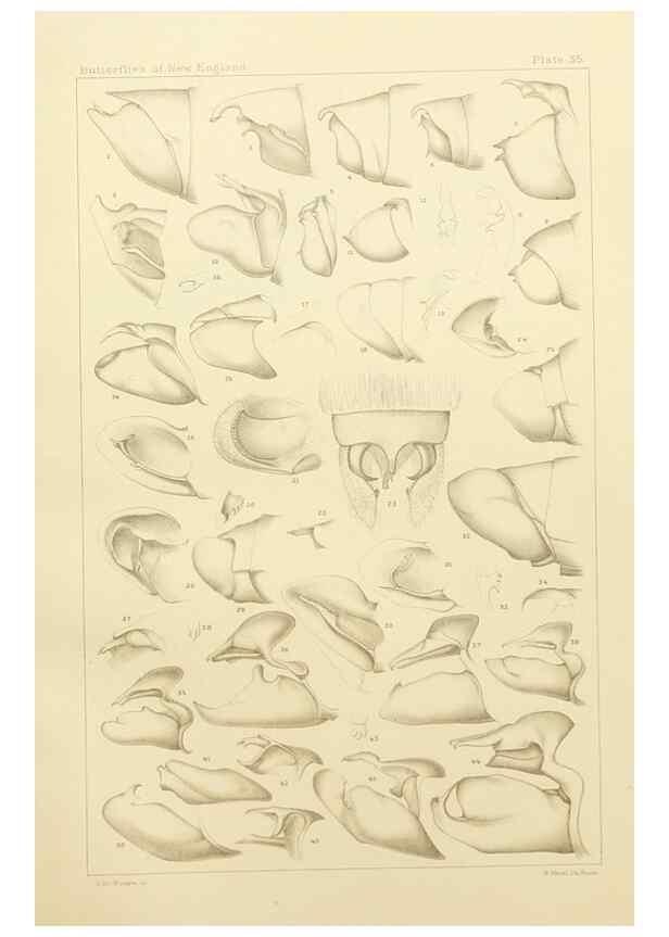 Reproducción/Reproduction 8253373324: The butterflies of the eastern United States and Canada :. Cambridge :The author,1889.
