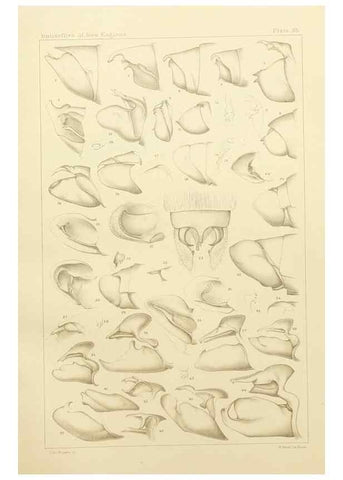 Reproducción/Reproduction 8253373324: The butterflies of the eastern United States and Canada :. Cambridge :The author,1889.