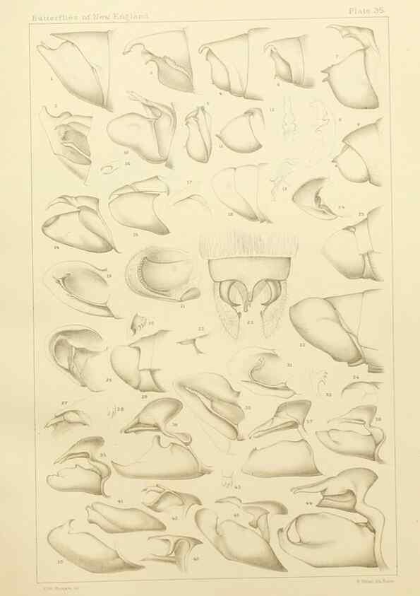 Reproducción/Reproduction 8253373324: The butterflies of the eastern United States and Canada :. Cambridge :The author,1889.