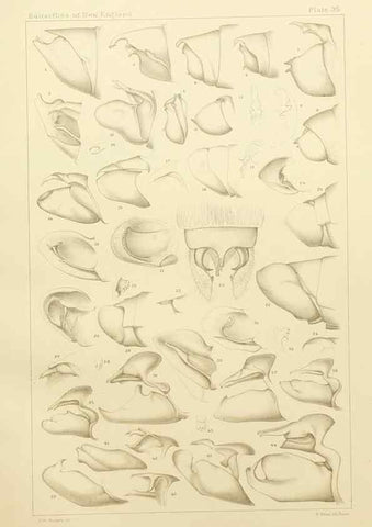 Reproducción/Reproduction 8253373324: The butterflies of the eastern United States and Canada :. Cambridge :The author,1889.