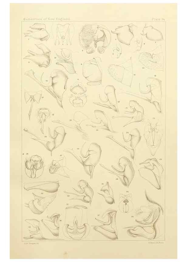 Reproducción/Reproduction 8253372928: The butterflies of the eastern United States and Canada :. Cambridge :The author,1889.