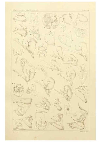 Reproducción/Reproduction 8253372928: The butterflies of the eastern United States and Canada :. Cambridge :The author,1889.