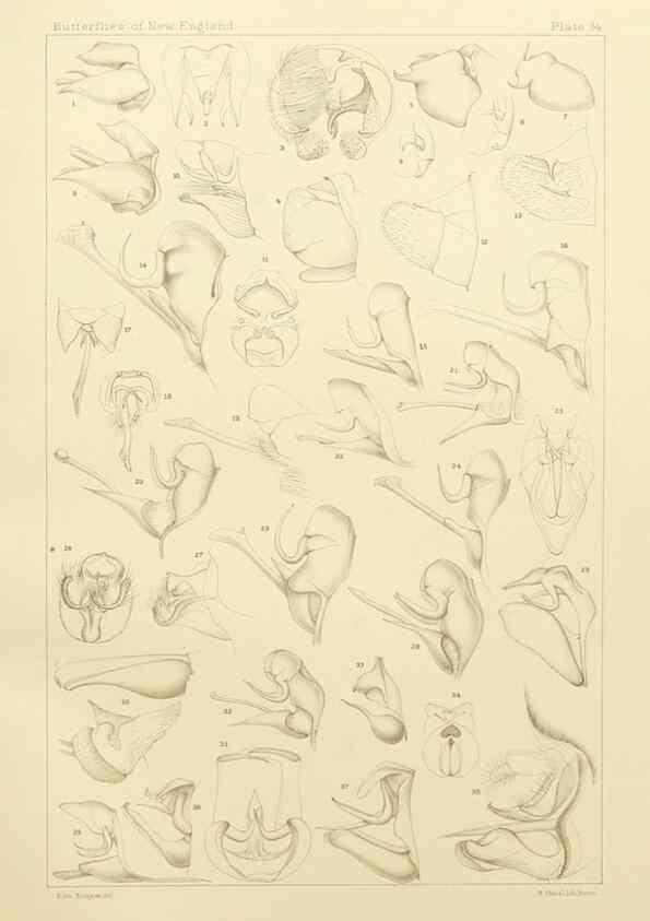 Reproducción/Reproduction 8253372928: The butterflies of the eastern United States and Canada :. Cambridge :The author,1889.