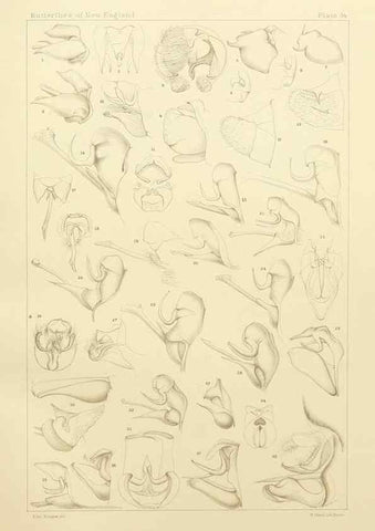 Reproducción/Reproduction 8253372928: The butterflies of the eastern United States and Canada :. Cambridge :The author,1889.