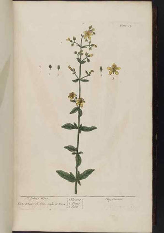 Reproducción/Reproduction 8251707519: A curious herbal. London : Printed for Samuel Harding, 1737-1739.