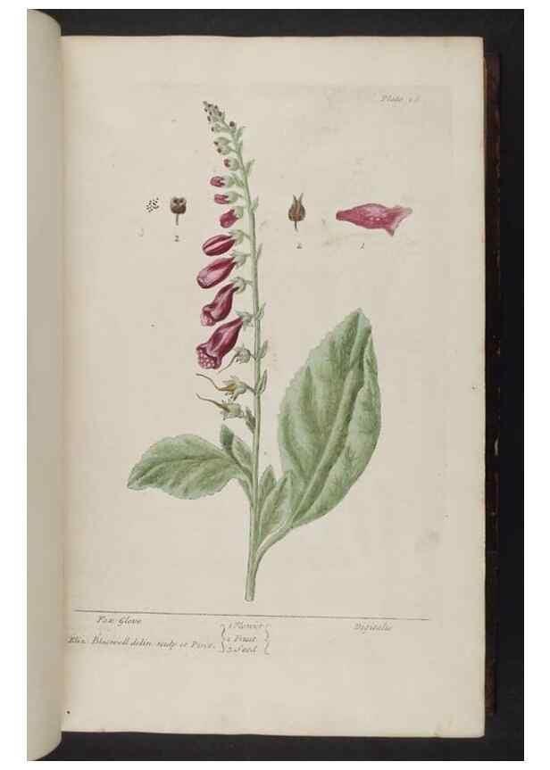 Reproducción/Reproduction 8251707729: A curious herbal. London : Printed for Samuel Harding, 1737-1739.