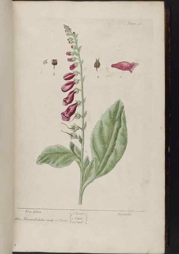 Reproducción/Reproduction 8251707729: A curious herbal. London : Printed for Samuel Harding, 1737-1739.