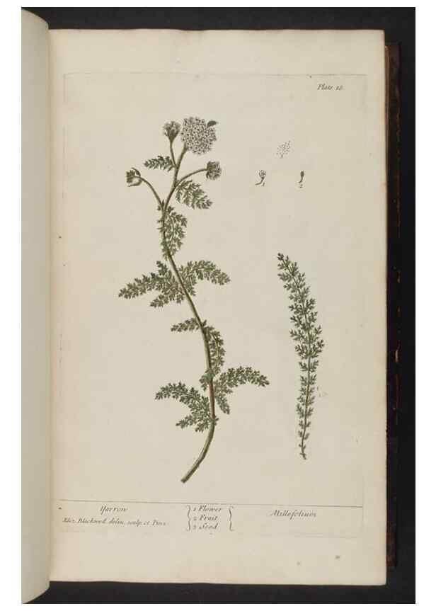 Reproducción/Reproduction 8252779026: A curious herbal. London : Printed for Samuel Harding, 1737-1739.