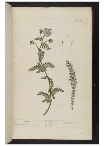 Reproducción/Reproduction 8252779026: A curious herbal. London : Printed for Samuel Harding, 1737-1739.