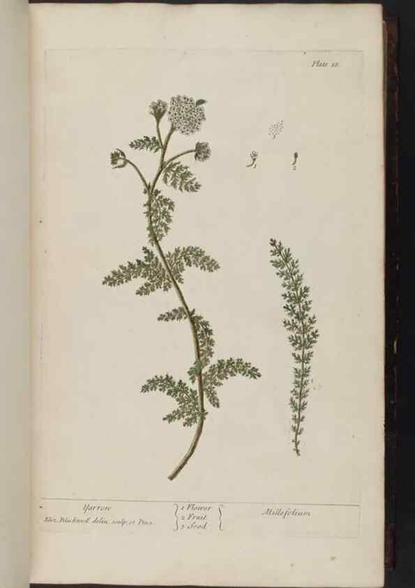 Reproducción/Reproduction 8252779026: A curious herbal. London : Printed for Samuel Harding, 1737-1739.
