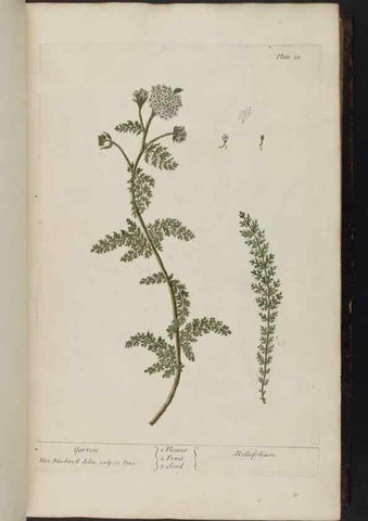 Reproducción/Reproduction 8252779026: A curious herbal. London : Printed for Samuel Harding, 1737-1739.