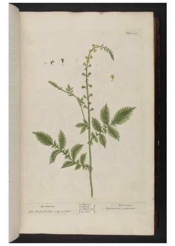 Reproducción/Reproduction 8252779512: A curious herbal. London : Printed for Samuel Harding, 1737-1739.