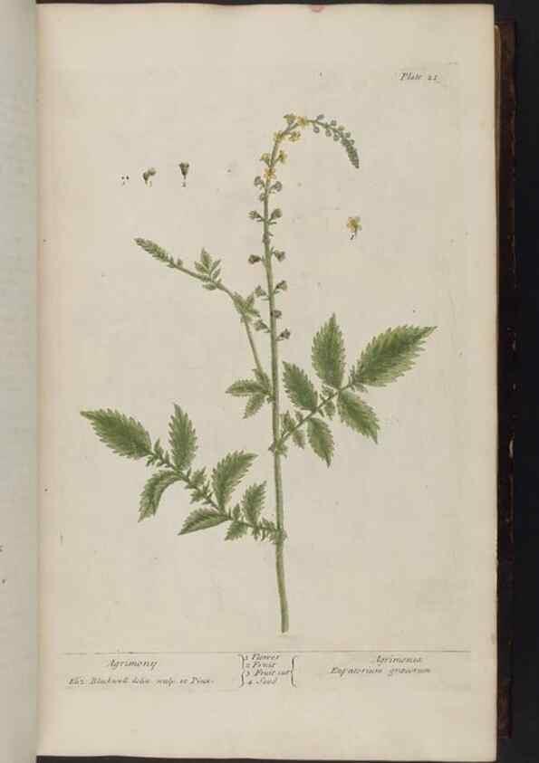 Reproducción/Reproduction 8252779512: A curious herbal. London : Printed for Samuel Harding, 1737-1739.