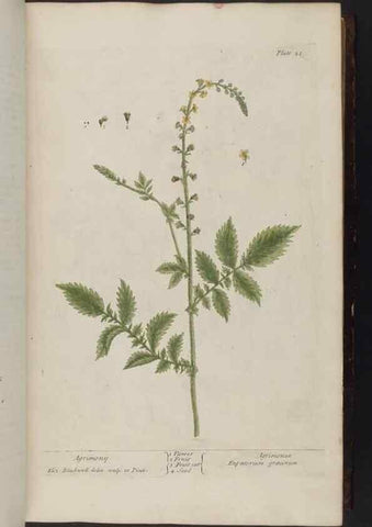 Reproducción/Reproduction 8252779512: A curious herbal. London : Printed for Samuel Harding, 1737-1739.
