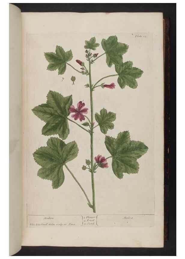 Reproducción/Reproduction 8251708869: A curious herbal. London : Printed for Samuel Harding, 1737-1739.