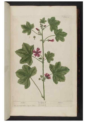 Reproducción/Reproduction 8251708869: A curious herbal. London : Printed for Samuel Harding, 1737-1739.