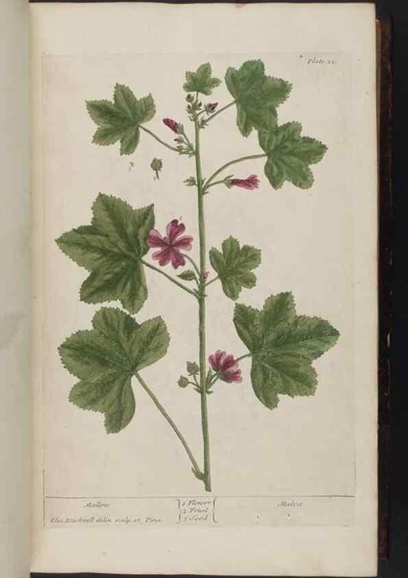 Reproducción/Reproduction 8251708869: A curious herbal. London : Printed for Samuel Harding, 1737-1739.