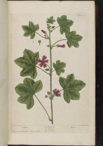 Reproducción/Reproduction 8251708869: A curious herbal. London : Printed for Samuel Harding, 1737-1739.