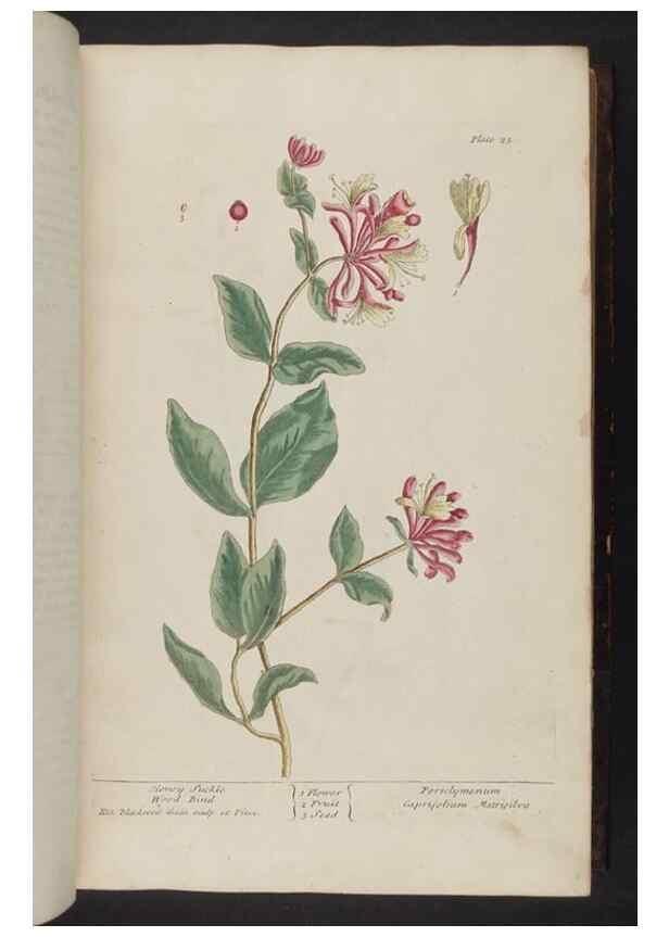 Reproducción/Reproduction 8251709327: A curious herbal. London : Printed for Samuel Harding, 1737-1739.