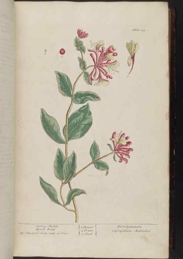 Reproducción/Reproduction 8251709327: A curious herbal. London : Printed for Samuel Harding, 1737-1739.