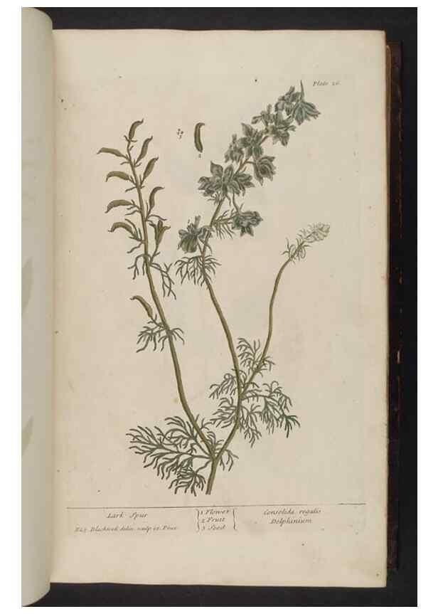 Reproducción/Reproduction 8251709455: A curious herbal. London : Printed for Samuel Harding, 1737-1739.