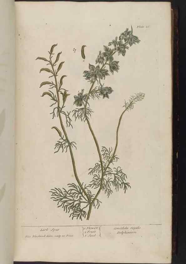 Reproducción/Reproduction 8251709455: A curious herbal. London : Printed for Samuel Harding, 1737-1739.