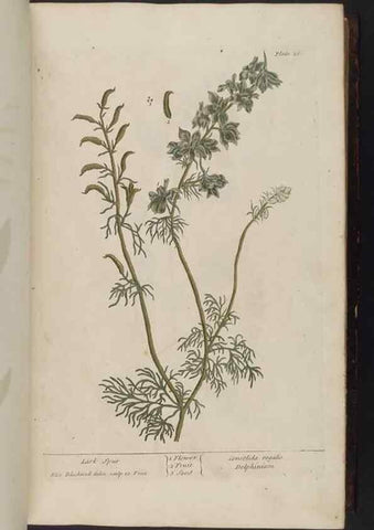 Reproducción/Reproduction 8251709455: A curious herbal. London : Printed for Samuel Harding, 1737-1739.