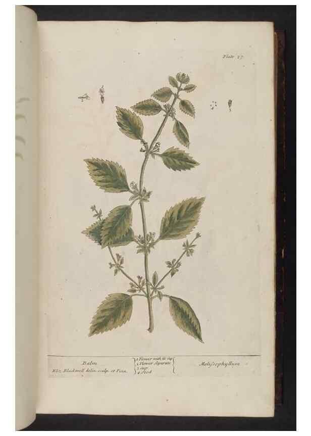 Reproducción/Reproduction 8252780550: A curious herbal. London : Printed for Samuel Harding, 1737-1739.