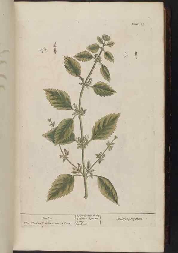 Reproducción/Reproduction 8252780550: A curious herbal. London : Printed for Samuel Harding, 1737-1739.
