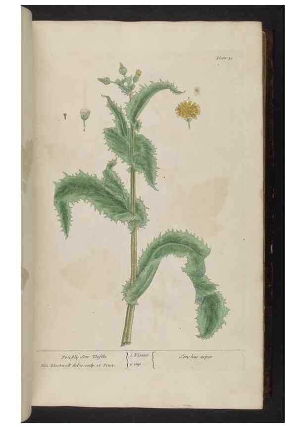 Reproducción/Reproduction 8251710179: A curious herbal. London : Printed for Samuel Harding, 1737-1739.