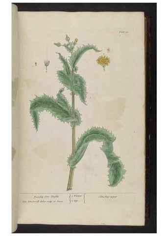 Reproducción/Reproduction 8251710179: A curious herbal. London : Printed for Samuel Harding, 1737-1739.