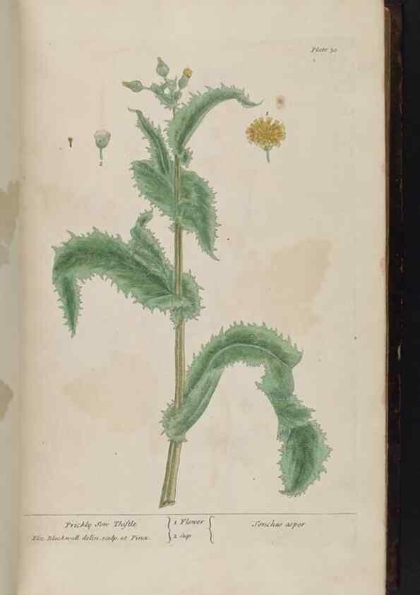 Reproducción/Reproduction 8251710179: A curious herbal. London : Printed for Samuel Harding, 1737-1739.