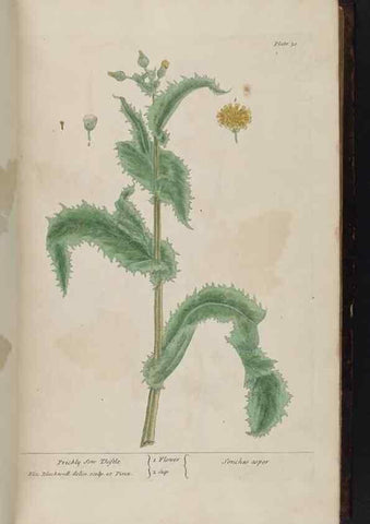 Reproducción/Reproduction 8251710179: A curious herbal. London : Printed for Samuel Harding, 1737-1739.