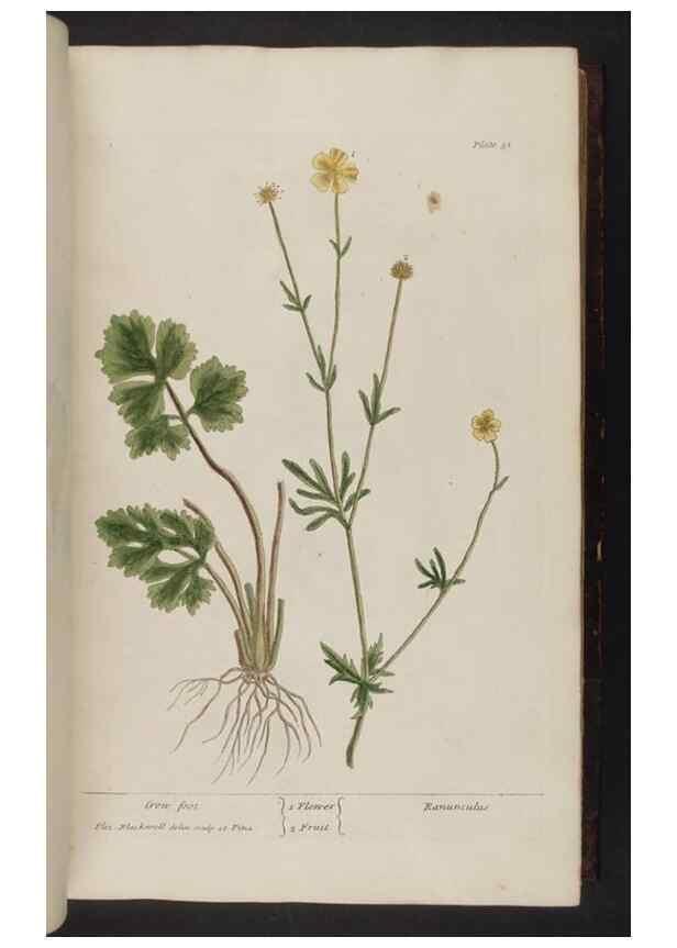 Reproducción/Reproduction 8252781316: A curious herbal. London : Printed for Samuel Harding, 1737-1739.
