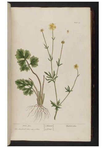 Reproducción/Reproduction 8252781316: A curious herbal. London : Printed for Samuel Harding, 1737-1739.