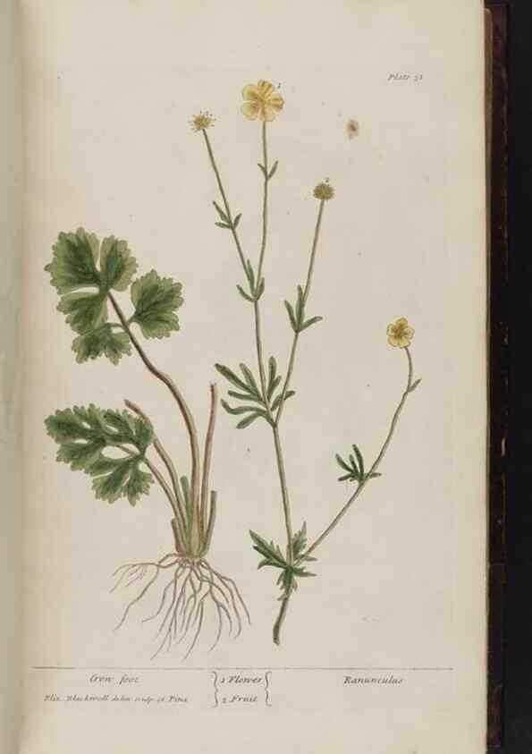 Reproducción/Reproduction 8252781316: A curious herbal. London : Printed for Samuel Harding, 1737-1739.