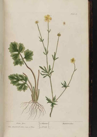 Reproducción/Reproduction 8252781316: A curious herbal. London : Printed for Samuel Harding, 1737-1739.