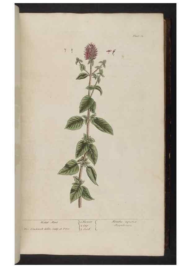 Reproducción/Reproduction 8251710569: A curious herbal. London : Printed for Samuel Harding, 1737-1739.