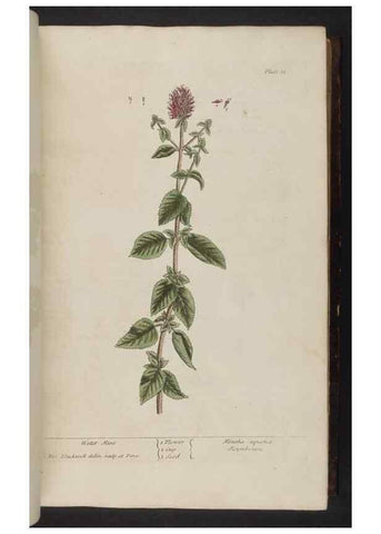 Reproducción/Reproduction 8251710569: A curious herbal. London : Printed for Samuel Harding, 1737-1739.