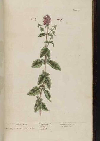 Reproducción/Reproduction 8251710569: A curious herbal. London : Printed for Samuel Harding, 1737-1739.