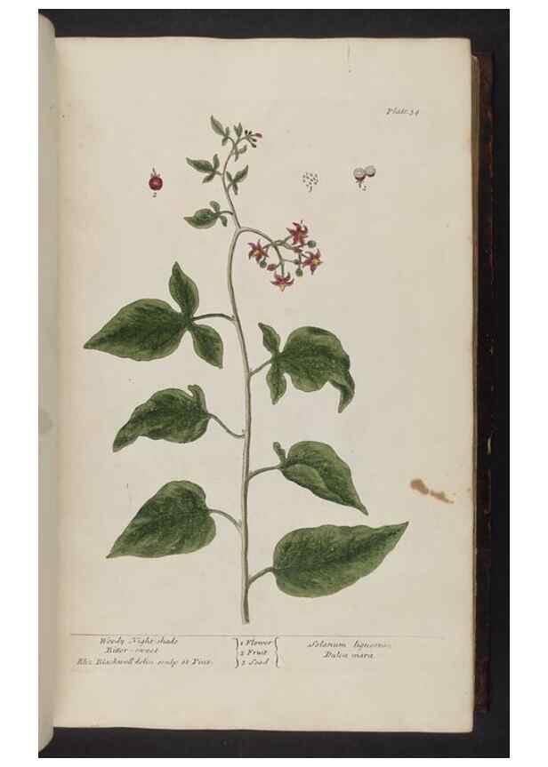 Reproducción/Reproduction 8251710829: A curious herbal. London : Printed for Samuel Harding, 1737-1739.
