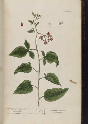 Reproducción/Reproduction 8251710829: A curious herbal. London : Printed for Samuel Harding, 1737-1739.