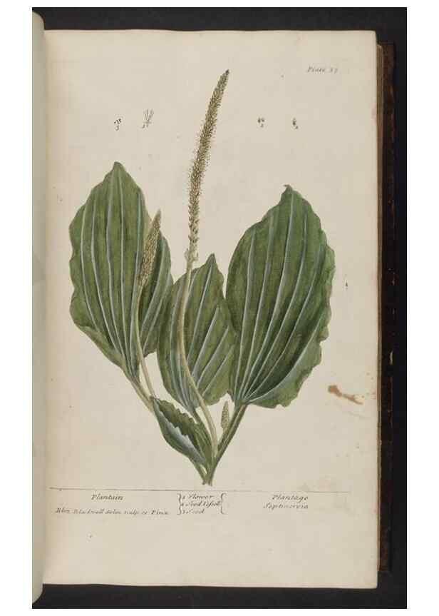 Reproducción/Reproduction 8251710973: A curious herbal. London : Printed for Samuel Harding, 1737-1739.