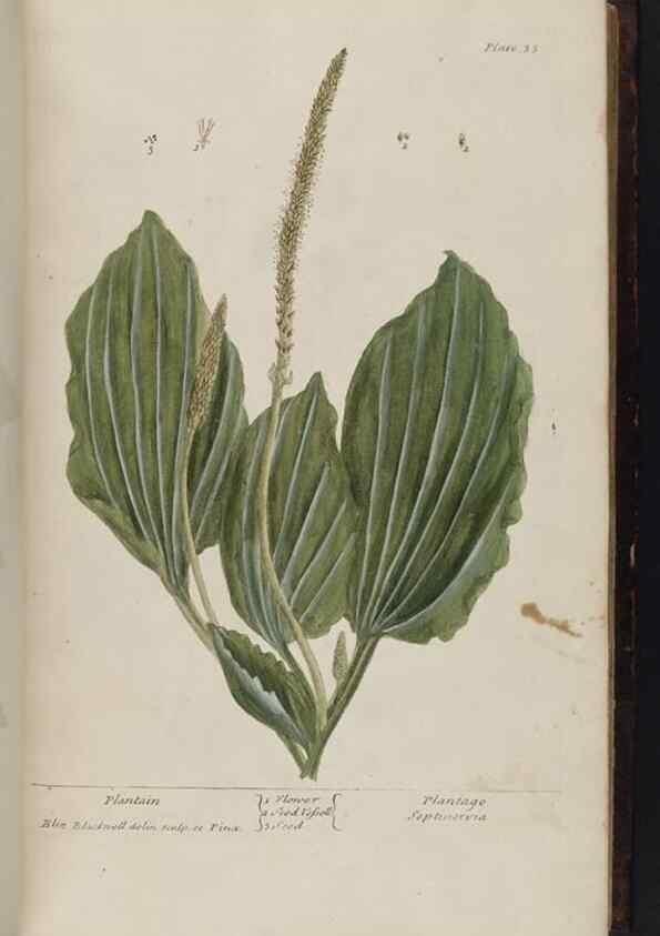 Reproducción/Reproduction 8251710973: A curious herbal. London : Printed for Samuel Harding, 1737-1739.