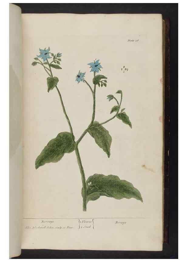 Reproducción/Reproduction 8252782134: A curious herbal. London : Printed for Samuel Harding, 1737-1739.