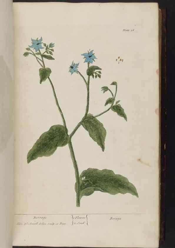 Reproducción/Reproduction 8252782134: A curious herbal. London : Printed for Samuel Harding, 1737-1739.