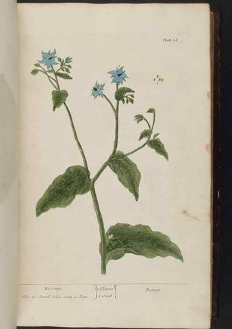 Reproducción/Reproduction 8252782134: A curious herbal. London : Printed for Samuel Harding, 1737-1739.