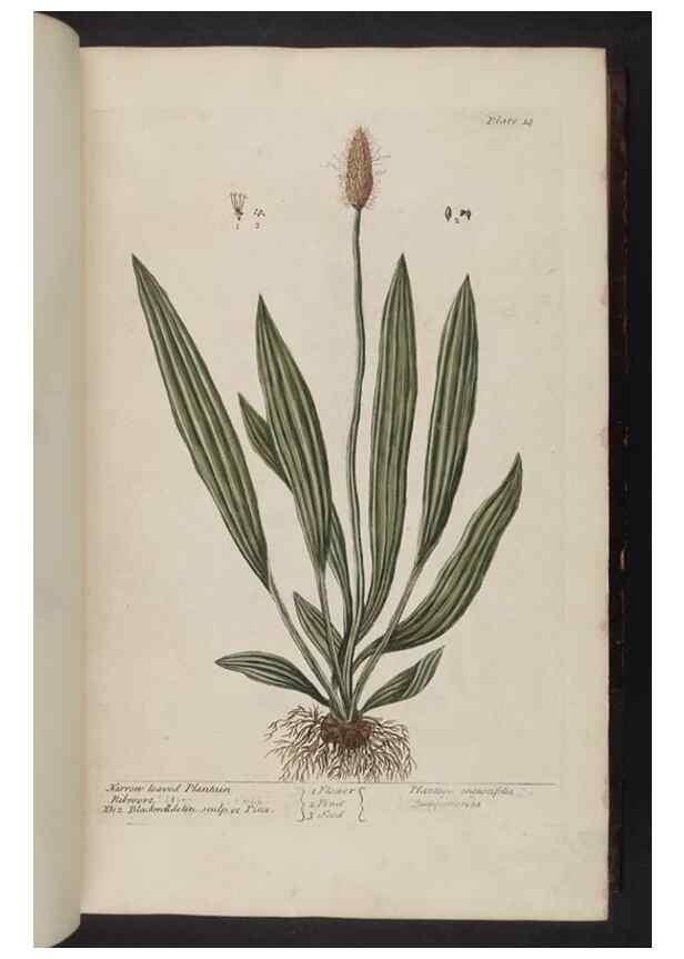 Reproducción/Reproduction 8251707247: A curious herbal. London : Printed for Samuel Harding, 1737-1739.